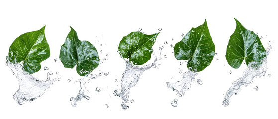 Poster - Set of fresh green leaves splashing with water isolated transparent background