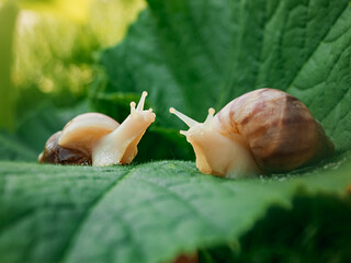 Large land snail Achatina achatina, pest issues, two snails sitting on large green leaf outside in summer