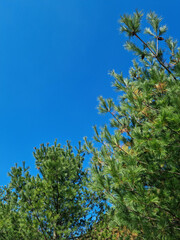 Canvas Print - blue sky and pine trees