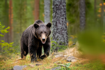 Wall Mural - wild brown bear in the summer forest. animal in natural habitat. wildlife scene