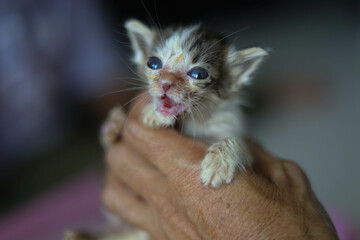 Wall Mural - Thai kittens are born very small.