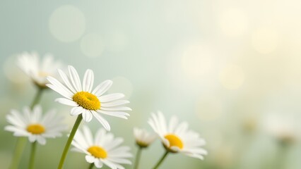 Poster - A field of white daisies with a blue sky in the background