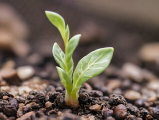 Poster - Small green plant is growing in the dirt