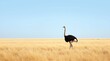 © PLATİNUM - Majestic Ostrich Walking Through the Vast Desert Landscape