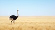 © PLATİNUM - Ostrich Standing in Vast Open Savannah Landscape
