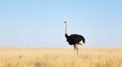 © PLATİNUM - Ostrich Standing in Vast Open Savannah Landscape
