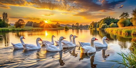 Wall Mural - Domestic geese gracefully swimming in a tranquil river at sunset in the countryside , geese, flock, river, water, evening