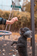 © Mikhail - Young man training his poodle dog in autumn park