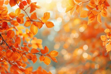 Orange bokeh nature background tripled.
