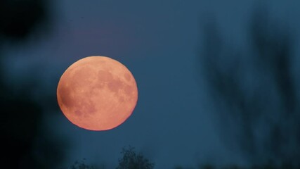 Wall Mural - large red moon rise over forest trees time lapse
