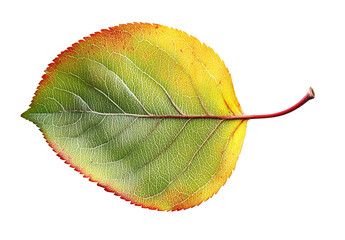 Wall Mural - A close-up view of a fresh apple with vibrant colors in natural lighting