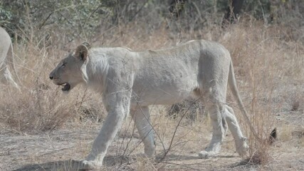 Wall Mural - a high frame rate close up tracking clip of two lioness approaching at pilanesberg national park in south africa