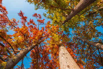 Wall Mural - Low angle view of colorful bald cypresses treetops with autumn foliage on a sunny day