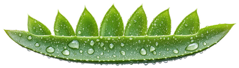 Wall Mural - a leaf with droplets of water on it. transparent background