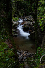  森を流れる美しい川の流れ