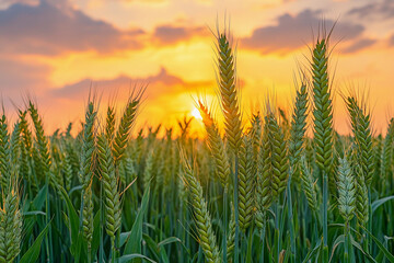 Fototapete - Wheat field glowing under the sunset near the horizon
