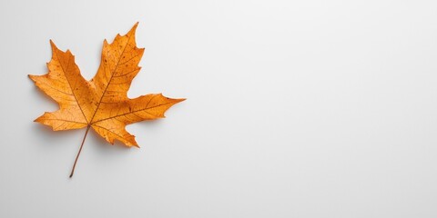 a solitary orange maple leaf resting on a clean, white surface.