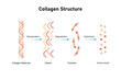 © Luw-ei - Collagen Molecule Structure Science Design. Vector Illustration.