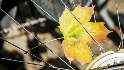 Wall Mural - A yellow leaf caught in the spokes of a bicycle wheel, signaling the arrival of autumn