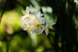 © Austockphoto - bunch-flowered daffodil bulb flower growing in green garden
