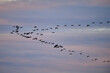 © ADDICTIVE STOCK - Flock of glossy ibis flying across the Spanish east coast sky