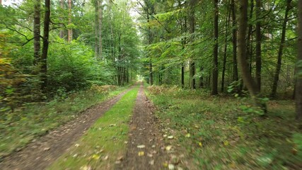 Canvas Print - First-person pathway in the forest surrounded by trees