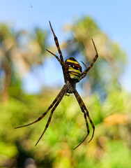 spider on the web