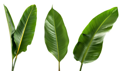 set of long tropical leaves, isolated against a transparent background