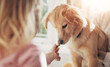 © peopleimages.com - Child, feeding and dog with food for snack, treat or meal for bonding, training or animal care at home. Kid, hand and hungry pet with smell or bite for puppy love, trust or support together at house