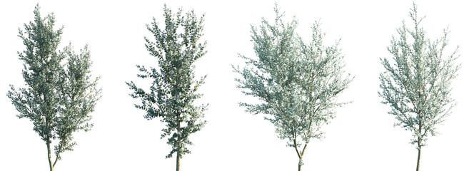 Wall Mural - set of eucalyptus gunnii (commonly known as cider gum) frontal street trees isolated png on a transp