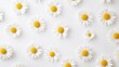 © phianguma - A serene white background adorned with delicate daisy flowers in a random pattern. The petals gently splay across the surface