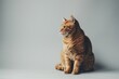 © AHNH2 - Ginger Cat Isolated on White Background