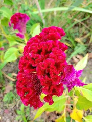 Wall Mural - red  flower