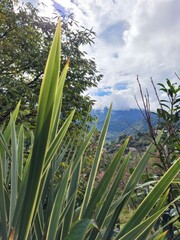 Sticker - landscape, green, plant, beautiful