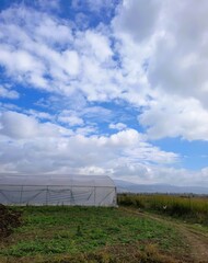 Sticker - plant, rural, countryside, grass
