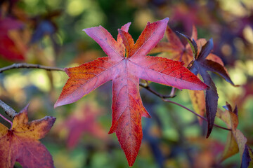red and golden autumn leaves of a liquidamber tree in the dordogne region of france