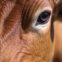 Poster - close up of young cow 's face