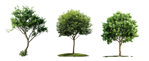 Poster - Large green trees for architecture visualization isolated on transparent background, die cut out png, 3D render