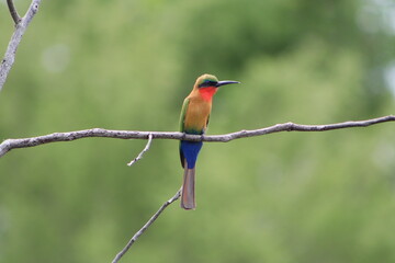 Nahaufnahme von Bienenfresser (Bienenspecht) oder bee-eater auf Ast am Nil in Uganda