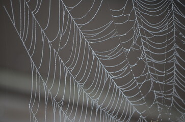 spider web with dew drops texture pattern