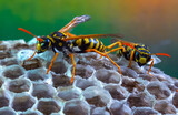 Paper wasp Polistes gallicus - Wasp nest with larvae and pupae in paper honeycomb