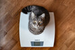 © Oleksandr - Funny cat standing on the scale. Photo of a cat's paws standing on a measuring scale. Cute tabby cat stands on scales and looks up. Curious pets.