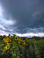 A sunflower field, contrasting against a dark, stormy sky. The dramatic clouds add depth to the scene, highlighting the sunflower.