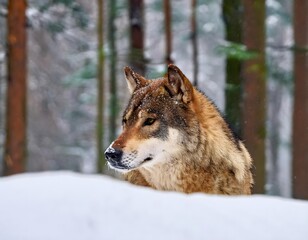  wolf in the snow