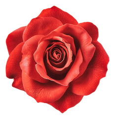 Poster - PNG Beautiful red rose with layered petals in daylight