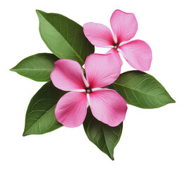 Wall Mural - PNG Pink flowers and green leaves arranged beautifully