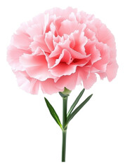 Wall Mural - PNG Pink carnation blooming in spring