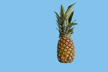 Side view of whole pineapple on a colored background. Ananas Fruit on a blue background with copy space. Fresh Fruit healthy food for marketing