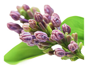 Wall Mural - PNG Beautiful lilac flower buds on a green leaf branch