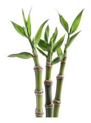 Wall Mural - PNG Bamboo stalks with fresh green leaves in sunlight